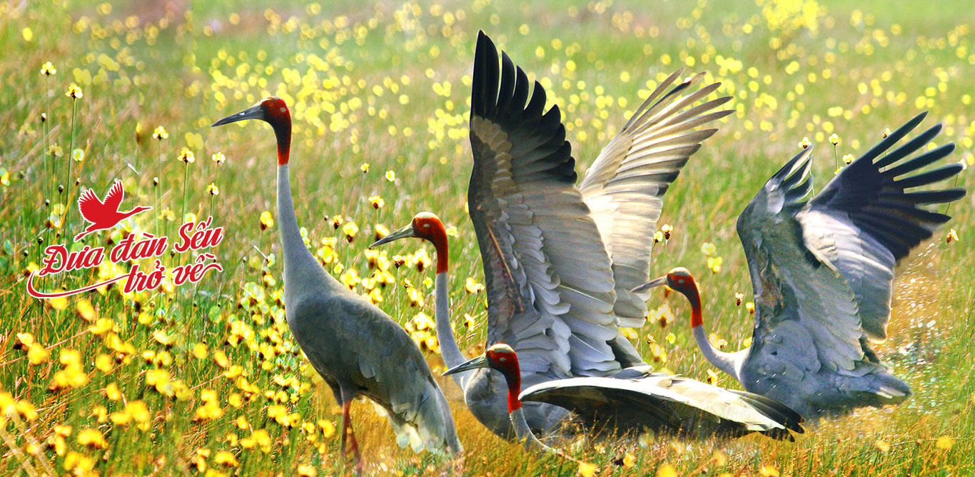 Bringing Back the Cranes