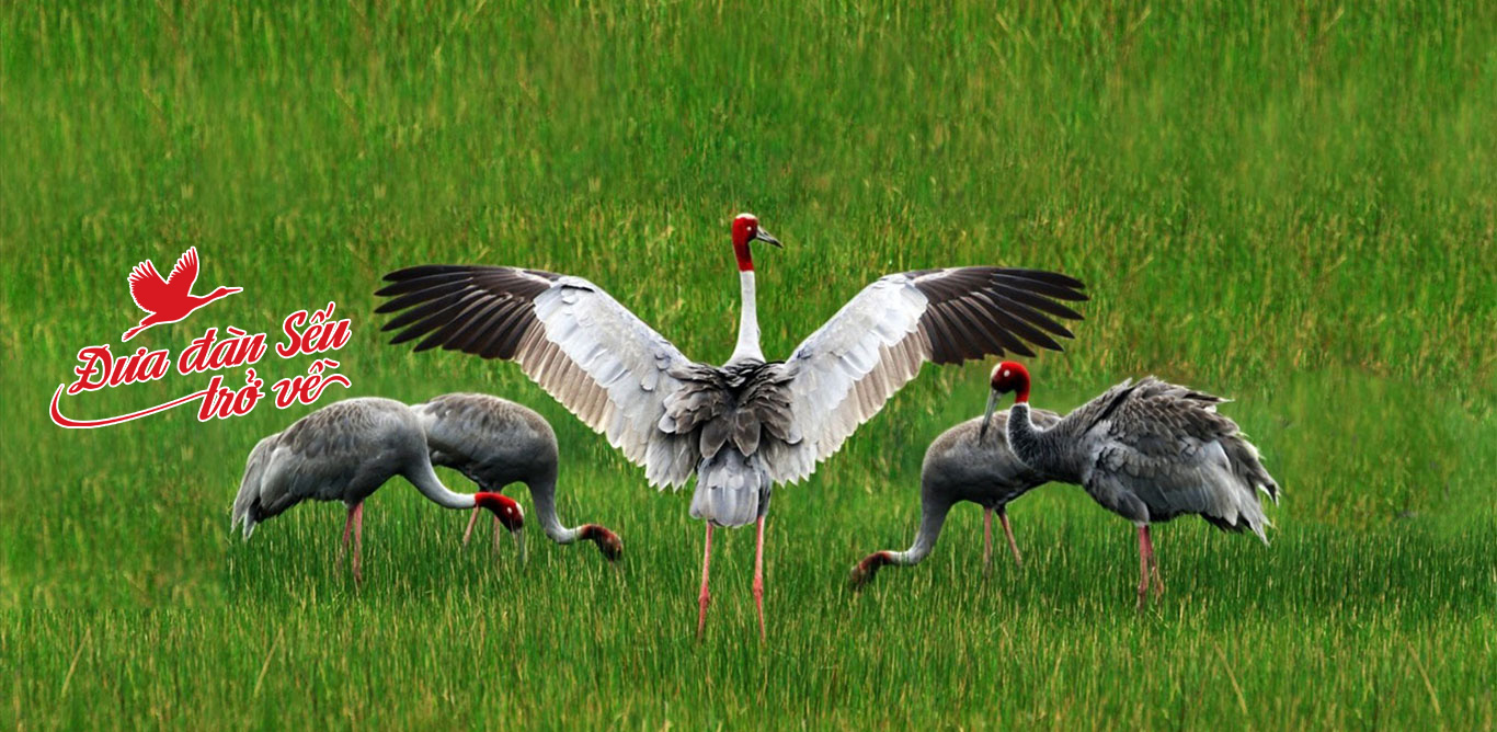 Bringing Back the Cranes