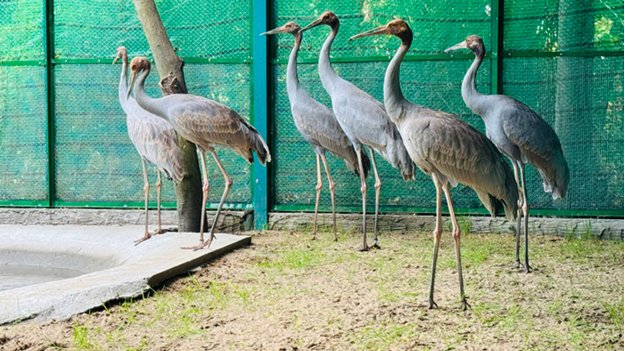 Sarus Cranes relocated from Thailand recover well at Saigon Zoo