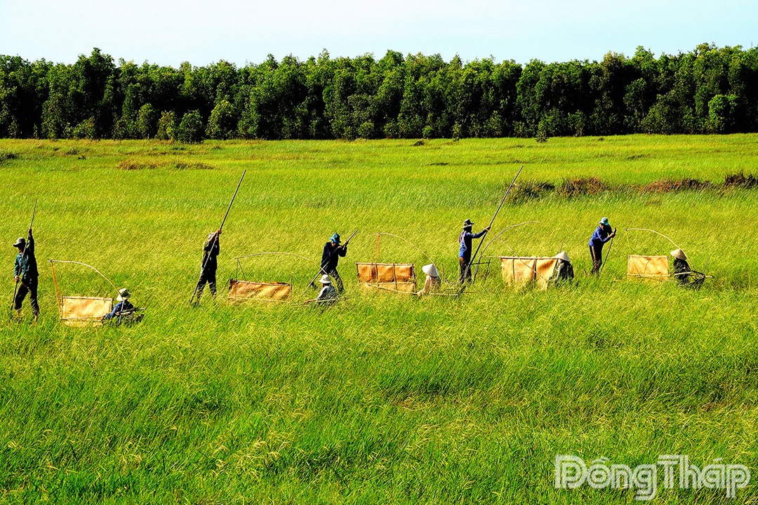 Cây lúa ma: Hồi sinh văn hóa Đồng Tháp Mười