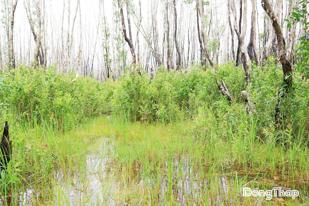 Hồi sinh Tràm Chim - Nỗ lực kiến tạo một “vùng đất Ramsar đa giá trị”