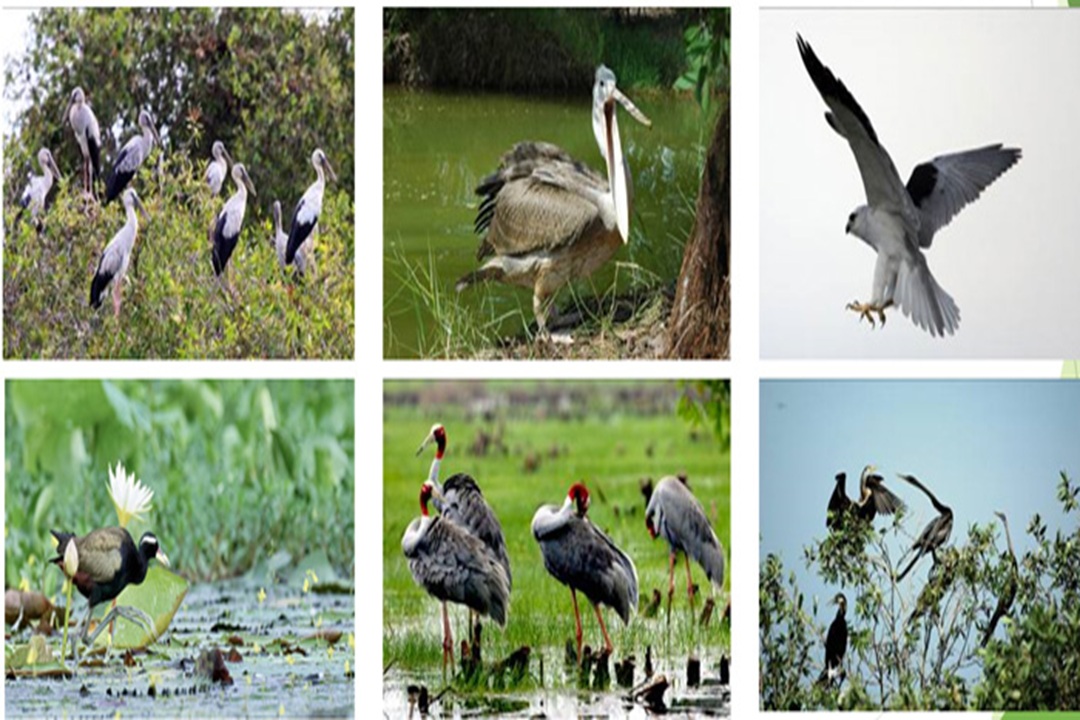 Vườn Quốc gia Tràm Chim hướng đến điểm du lịch sinh thái đặc sắc