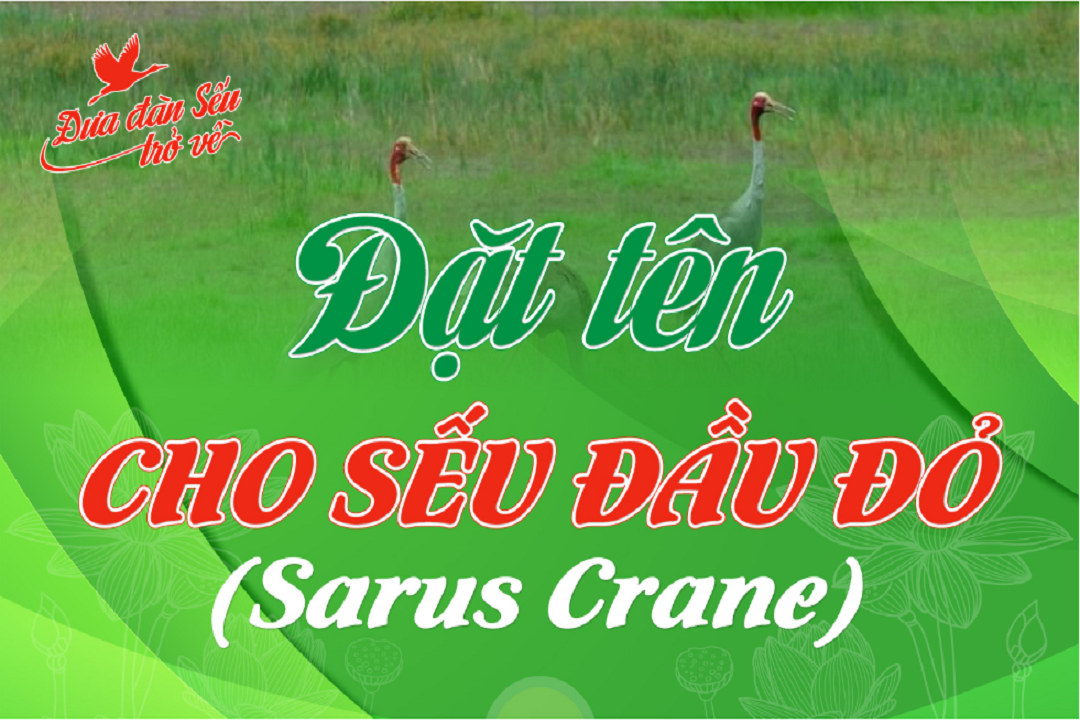 Đặt tên cho Sếu: Sự gắn kết và mong ước những điều tốt đẹp