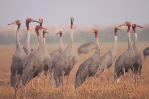 Dong Thap spends nearly VND185 billion to bring sarus cranes back to Tram Chim