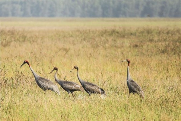 Dong Thap Province Approves Plan for Sarus Crane Conservation and Development