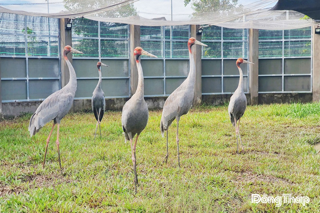 Hành trình đưa đàn sếu trở về