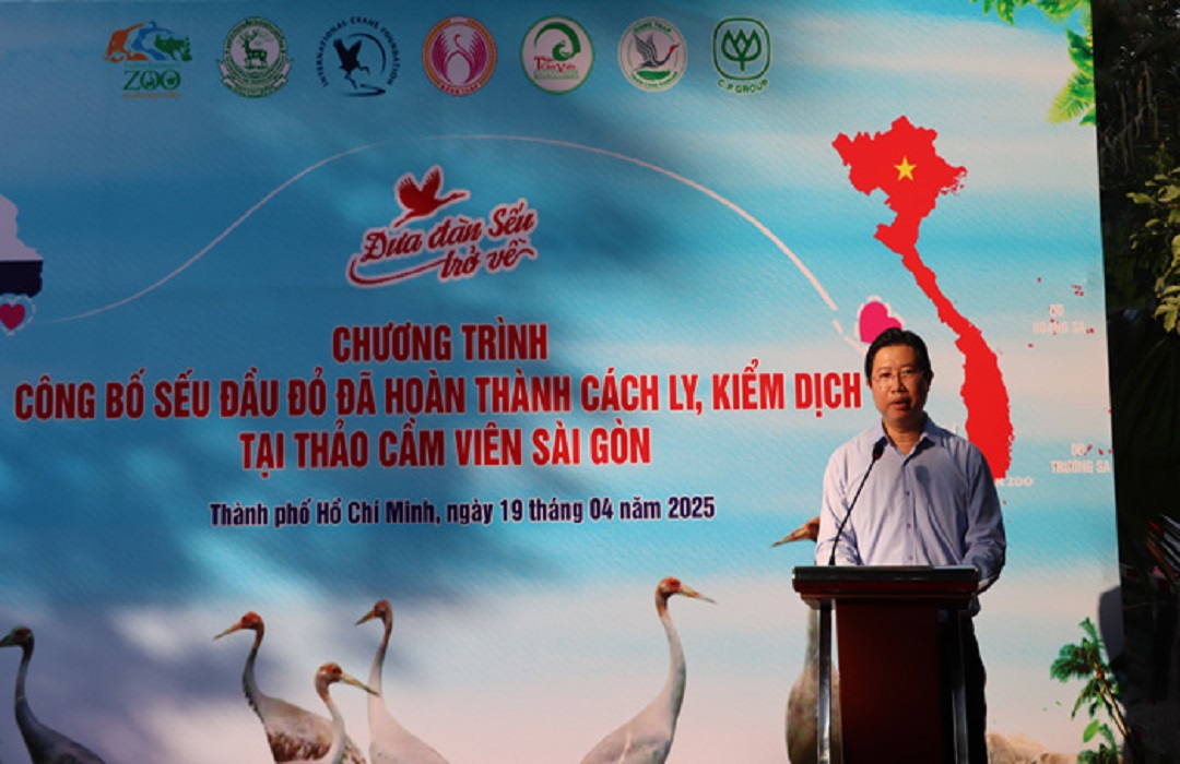 Sếu đầu đỏ hoàn thành cách ly tại Thảo Cầm Viên Sài Gòn