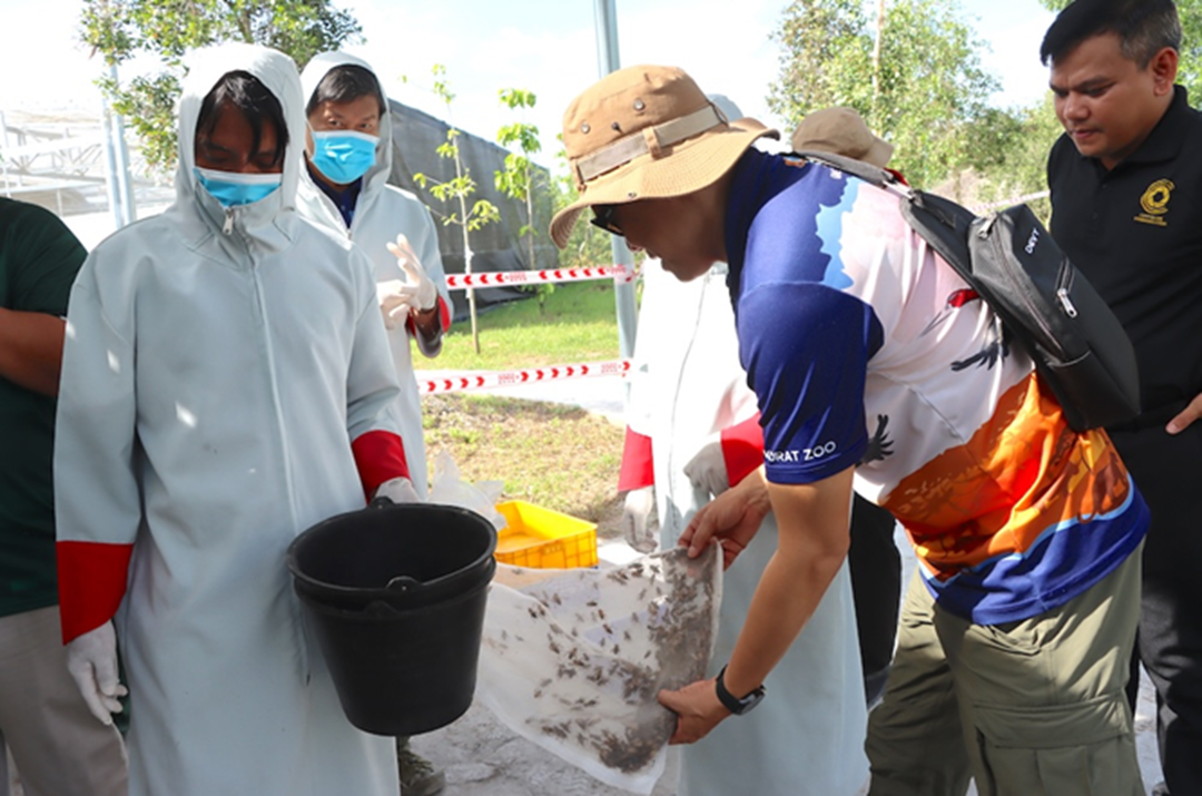 06 cá thể Sếu đầu đỏ đều khoẻ mạnh tại Vườn Quốc gia Tràm Chim