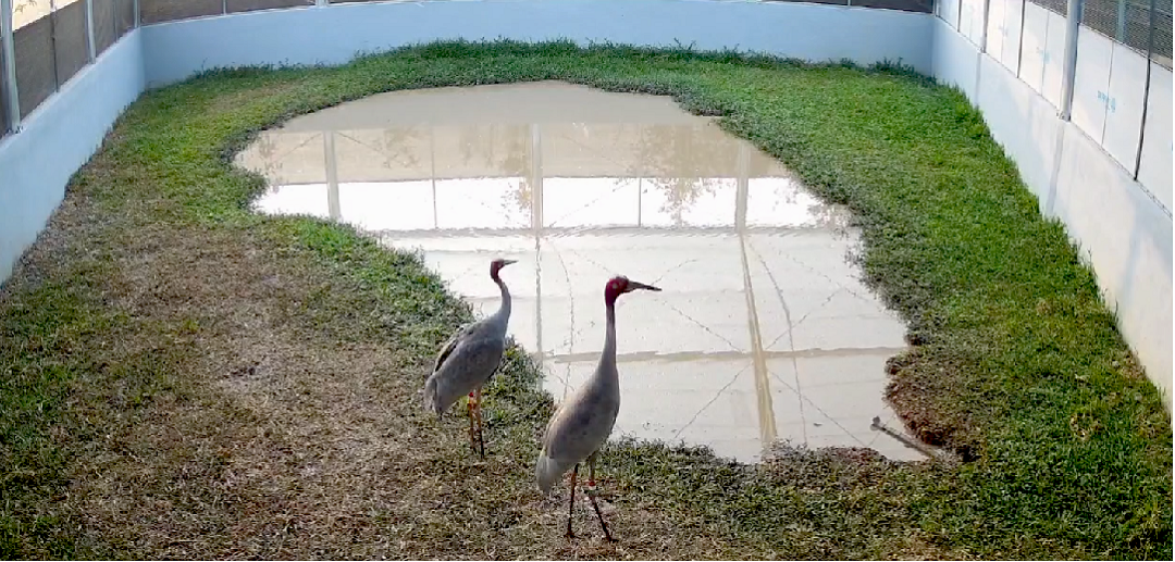 Dong Thap to Receive 06 Additional Sarus Cranes from the Kingdom of Thailand