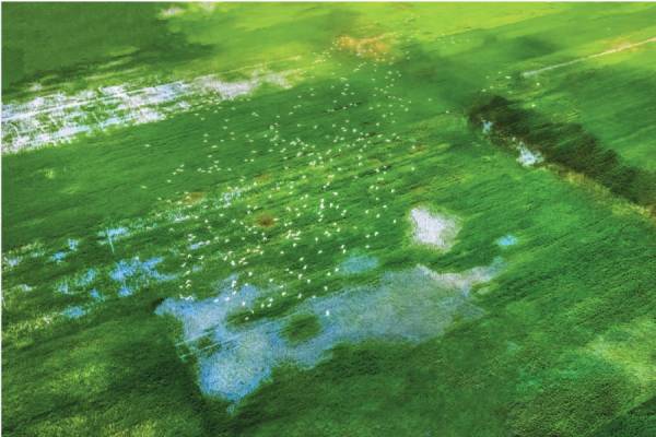 Conserving and Developing the Sarus Crane Population at Tram Chim National Park