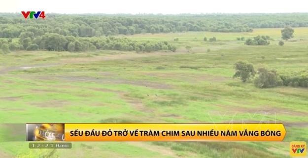 Tràm Chim: Sếu đầu đỏ trở về sau nhiều năm vắng bóng