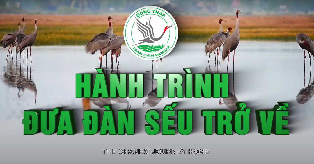 Đồng Tháp: Hành trình Đưa đàn Sếu trở về
