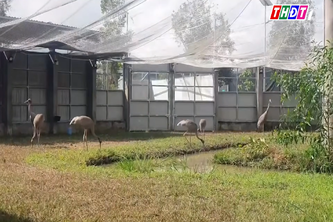 Cá thể sếu đầu đỏ hoàn thành cách ly kiểm dịch